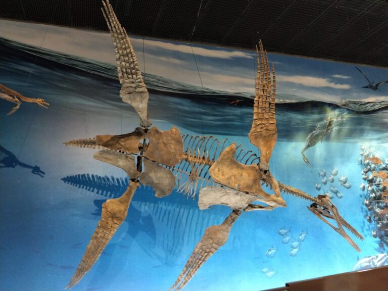 How Fossils Prove the Flood: A Closer Look at Earth’s Layers